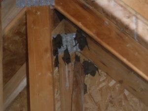 picture of MI bat control in attic