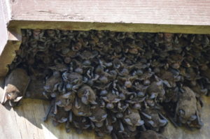 image of Michigan bat control company services